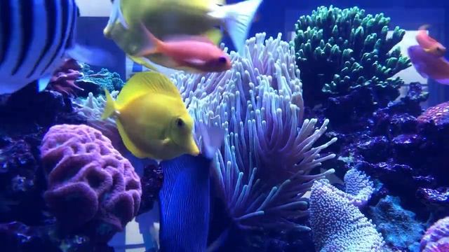 Ritteri Magnifica