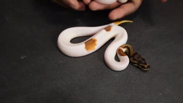 Ozzy IDing Clutch #1: Super OD Leopard Pied Het Desert Ghost x ODYB Leopard Het DG 50% Het Pied