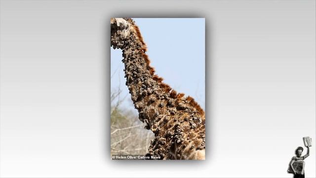 Giraffe is covered in unsightly bumps due to birds pecking at its skin