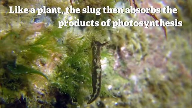 The Solar Powered Sea Slug