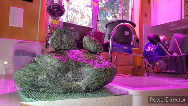 Actinolite hunting!