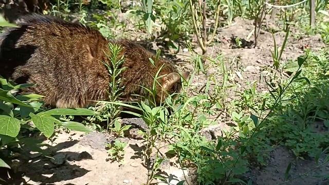 В зарослях сада, есть кот засада.