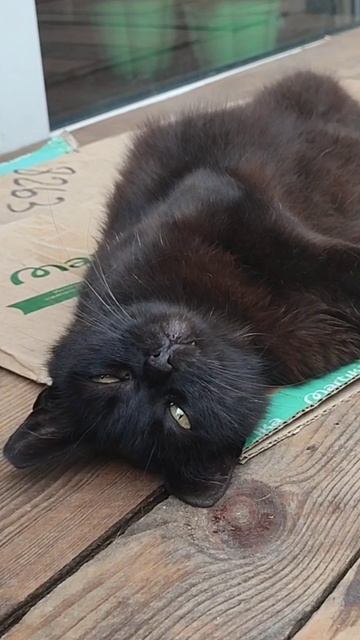 Лоскутные кошки отдыхают после ужина