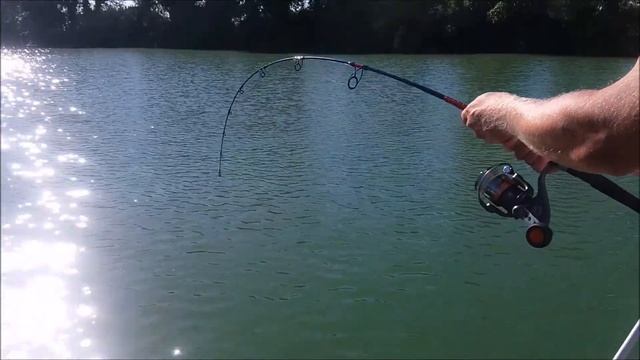Sum Francja /  Big Catfish