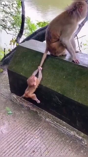 Baby Monkey Climb Mom Tail To Up,,Vedikai Animal Video # Shorts