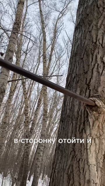 Зимний кросс 2025 #бег #спорт #зимнийкросс #зимнийлес #природа #жизнь #юмор #патриотизм