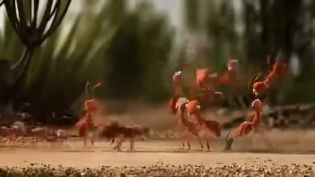 karıncalar dünyası