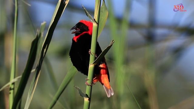 The Southern Red Bishop Transition #canon600mm #birdingphotography