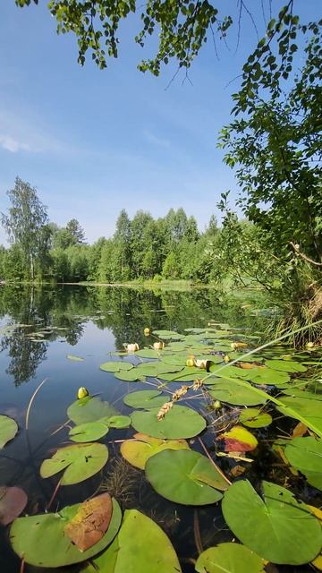 Секретное озеро с лилиями