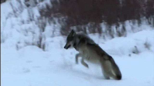 Последний шаг
