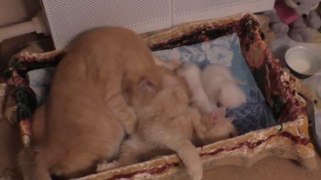 Кошки. 69ч.  Буся прикинулась внучком