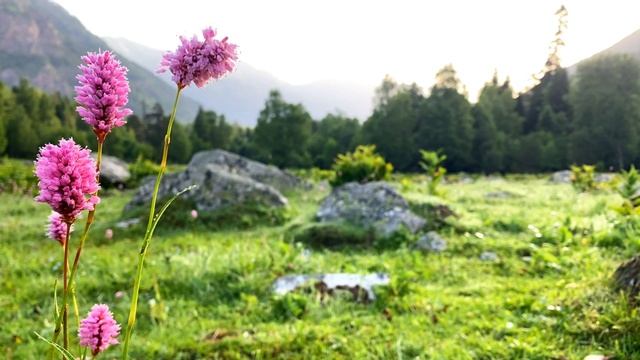 Этническая Музыка для Медитации / Индейская Флейта Пимак / Птицы