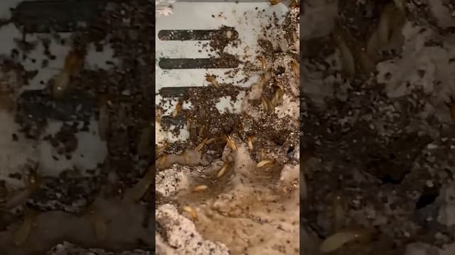Termite control