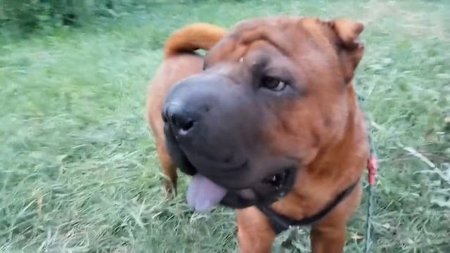 SHAR PEI  MON HERMES  шар пей