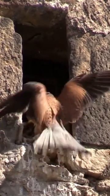 #short Falcon Sounds I Falcon song