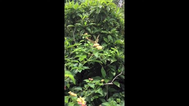 giant swallowtail on lantana