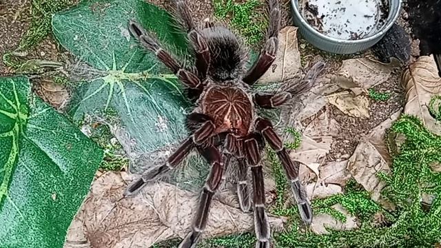 Pamphobeteus platyomma molt update