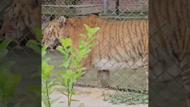 Very Rare Taby Tiger Male |