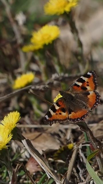 motyl rusałka pokrzywnik ( Nymphalis urticae;  Small tortoiseshell butterfly )