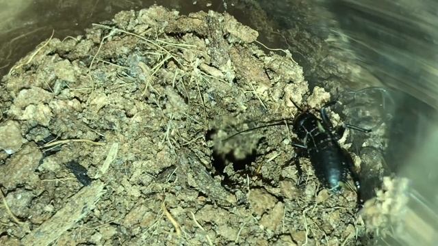 King Baboon Tarantula ( Pelinobius Muticus ) Feeding