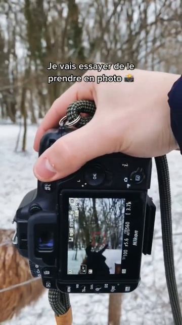 Best rencontre ever 🥰🫶📸 #lama #animalphotography #neige