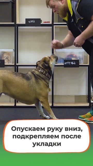Как научить собаку команде "Лежать" #petfriendly #дрессировка #shorts #обучение #собака #dog
