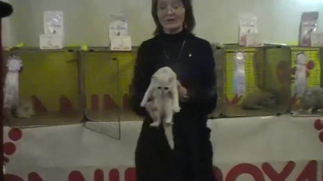 Выставки кошек на http://british-chinchilla.dp.ua