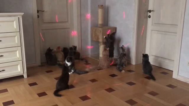 Lights In Maine Coon Cattery