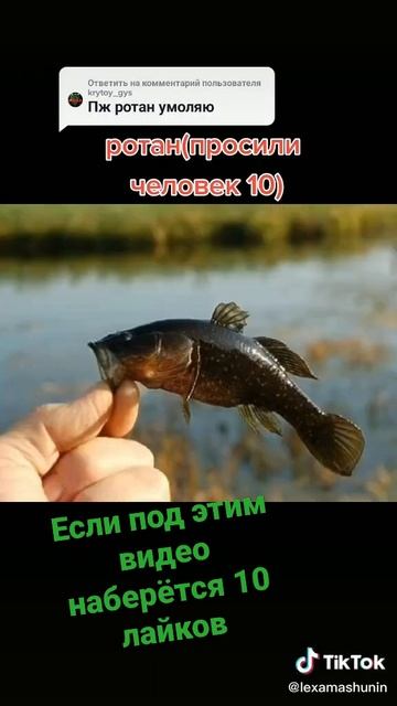 гигантский ротан #ротан #лайк #подпишись