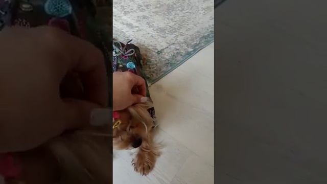 Принцесса Мия на уроке.