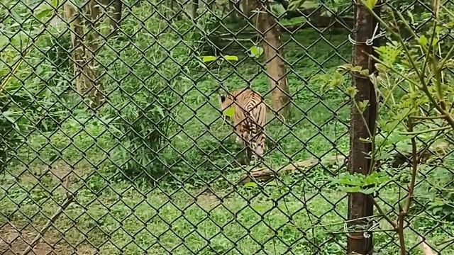 Indian Tiger - Panthera tigris || Body Length 10' feet || Weight 30 Kg. || Life span 18 Yrs.