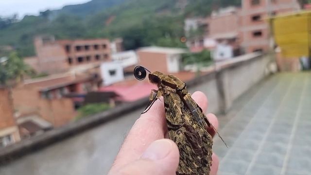 Amphimoea walkeri from Bolivia 240fps