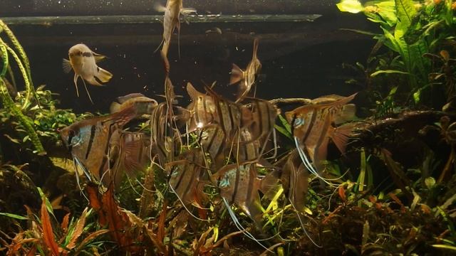 Nanay angels and flag cichlids feeding