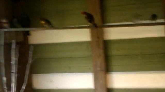 VIDEO0251
