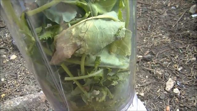 Does It Blend? - Kohlrabi Leaves