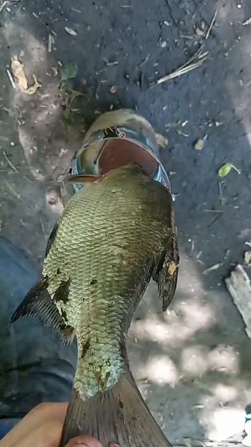 #йошкар #рыбалка #лещ #fishing #марийэл #carpfishing #рыба #карп #carp #подпишись