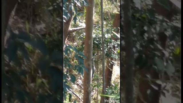 Drop bear in Doonan,  Sunshine Coast,  Australian wildlife koala
