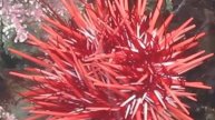 Red Urchin Waving
