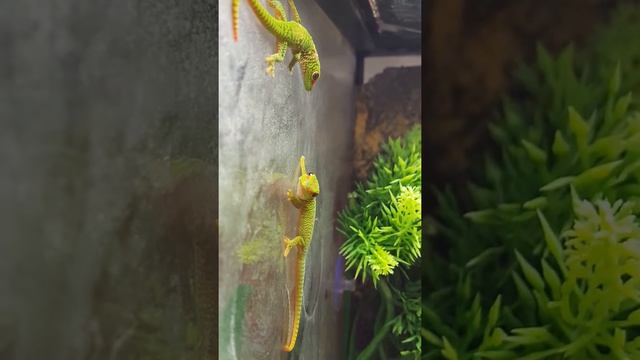 Hatchling day geckos