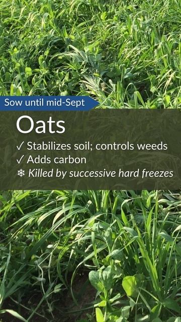 10 Great Fall Cover Crops
