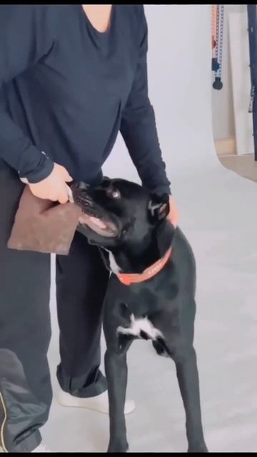 Насколько крепки ниши ткани? ❤️ Заказ на ryadom-pets.ru  #одеждадлясобак #ателье #канекорcо #собака