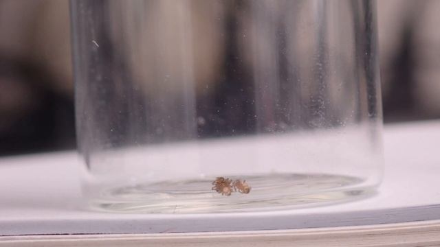 Argiope bruennichi chill coma recovery