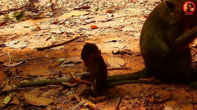 oh Yes! Big monkey make love with Female young monkey