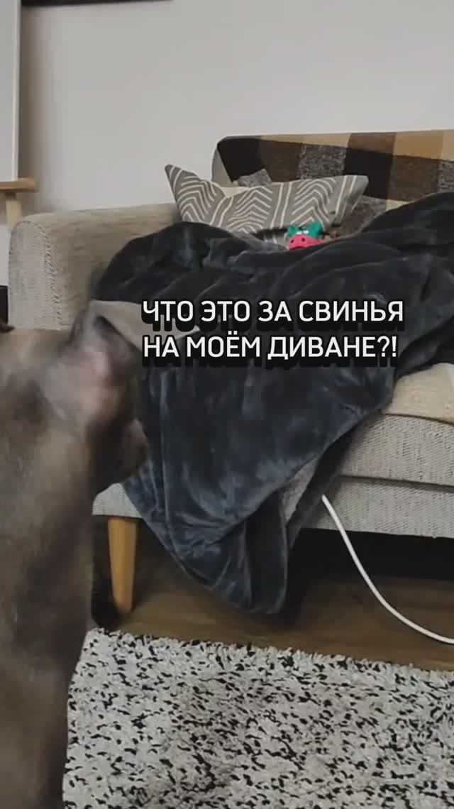 Что делает этот свин на моем диване?
