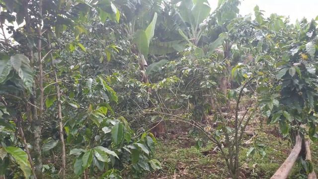 For coffee farmers