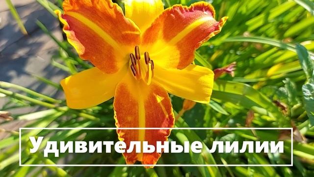 Рыжие лилии в полоску. №4 (9)