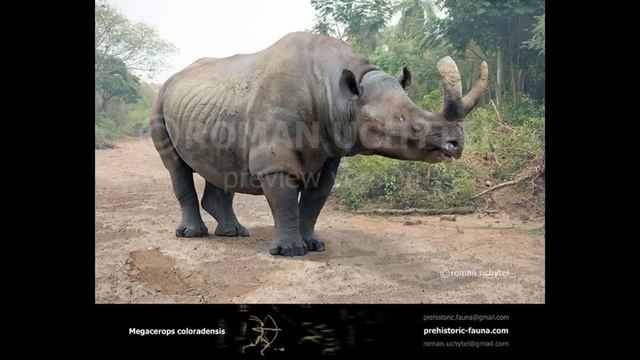 Megacerops coloradensis vs. Hippopotamus gorgops - Who Would Win in a Fight?