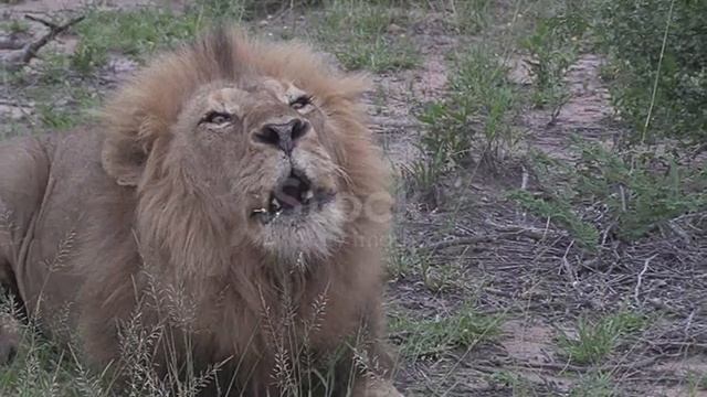 You didn't know about lions...
