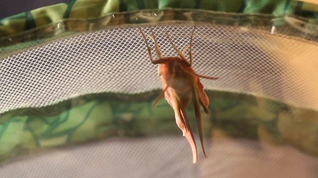 HE'S HATCHED!! | Elephant Hawk Moth