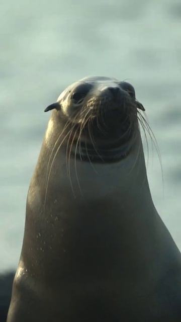 Wait for it... Let's  #GoExplore Galapagoscations #GalapagosIslands #Shorts